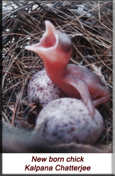 Kalpana Chatterjee - New born chick